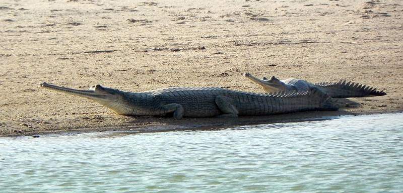 gavial am Ufer, Gangesgavial, sunda-gavial
