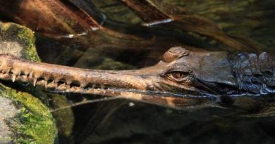 gavial schnauze