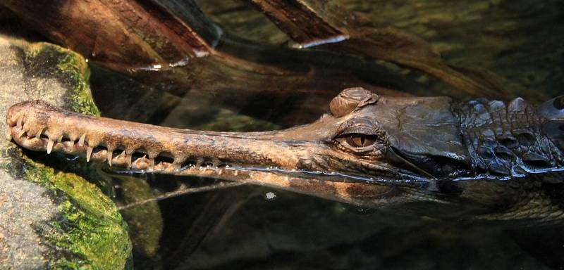 gavial schnauze, sunda-gavial