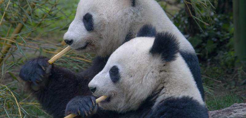 Panda beim fressen
