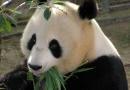 Panda_beim_fressen