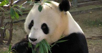 Panda_beim_fressen