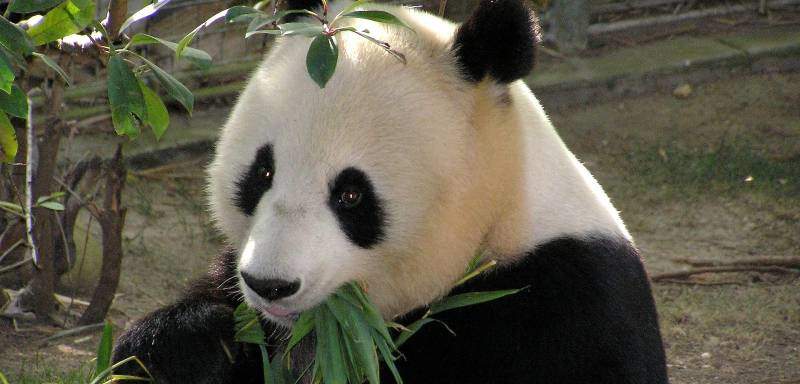 Panda titelbild