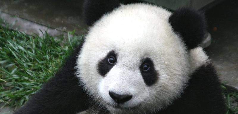 Panda junges