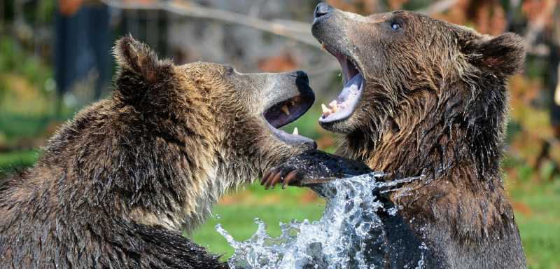 Grizzlys kämpfen