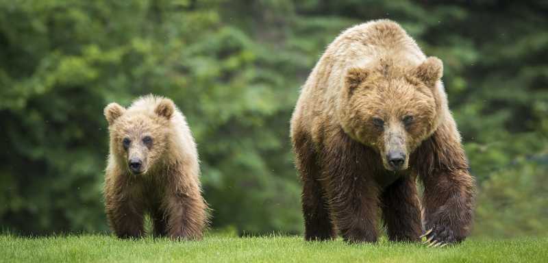 Grizzly Mutter mit jungem