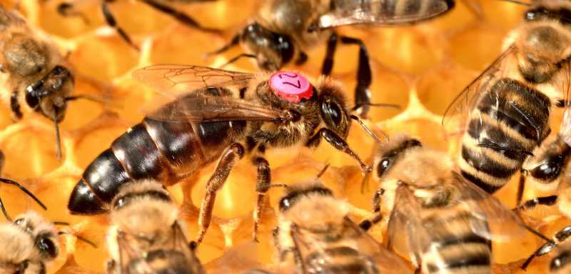 Bienenkönigin Bienenstock Bienenvolk Arbeiterbiene
