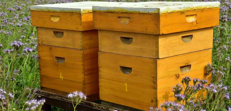 Biene Bienenstock Arbeiterbiene Bienenvolk