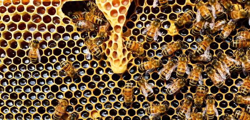 Honigbiene Arbeiterbienen Bienenwabe Bienenstock Bienenvolk