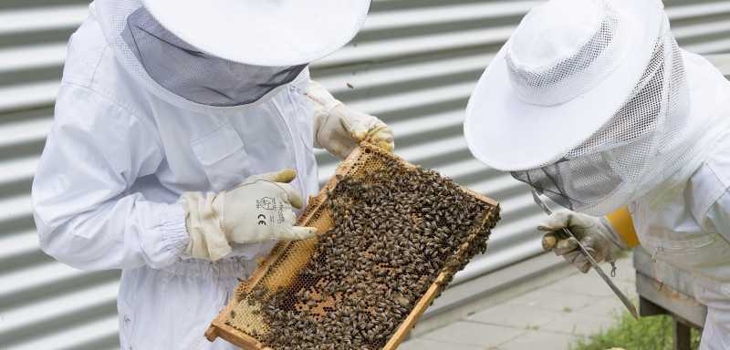 Honigbiene Biene Imkerei Arbeiterbiene Bienenvolk