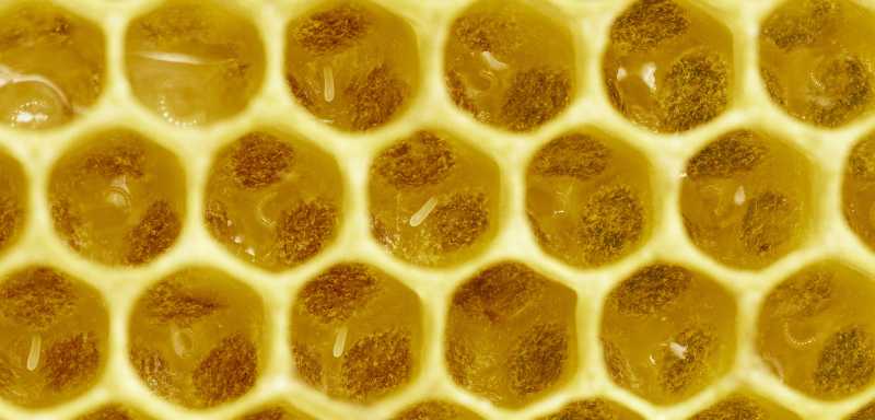 Honigbiene Bienenstock Bienenwabe
