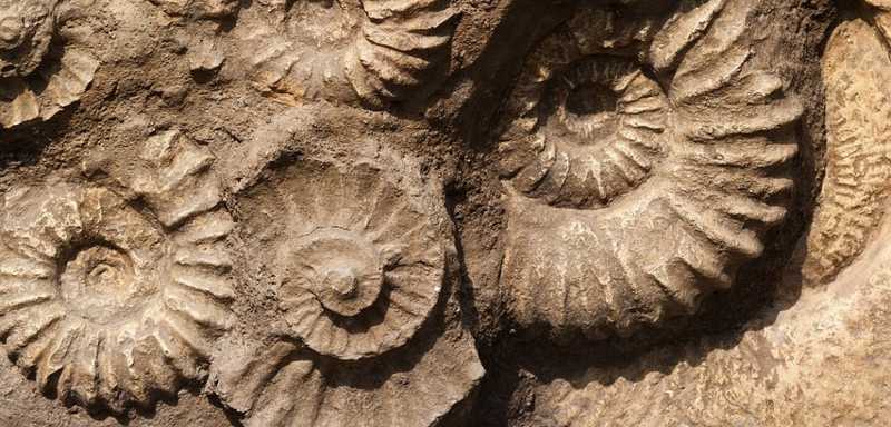 Paläozoikum Erdaltertum Fossil Ammonit