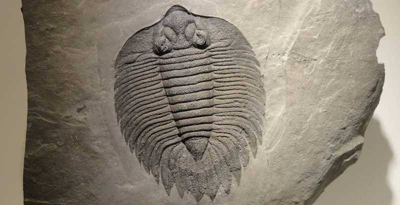 Paläozoikum Erdaltertum Fossil Trilobit