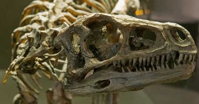 Eoraptor Skelett