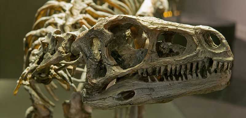 Eoraptor Skelett