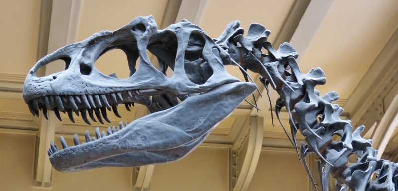 Mesozoikum Erdmittelalter Dinosaurierskelett Tyranosaurus Skelett