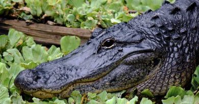 Alligator zwischen Pflanzen