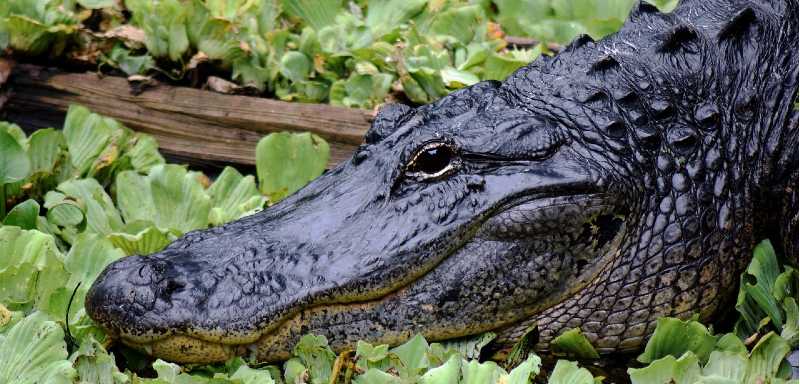 Alligator zwischen Pflanzen