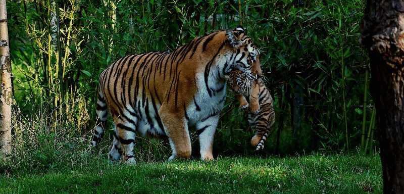 Tiger mit Jungem