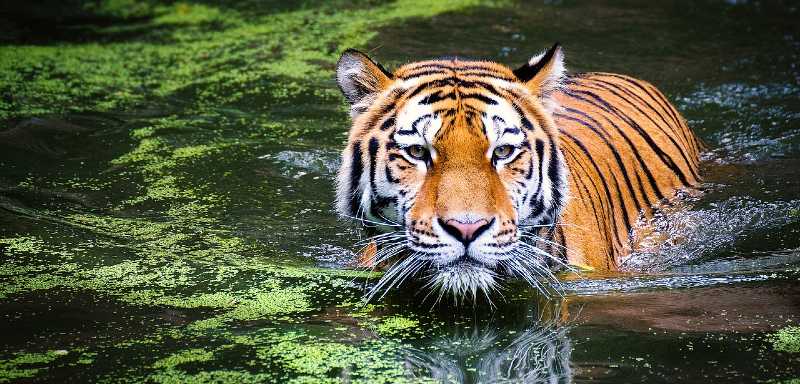 Tiger schwimmt