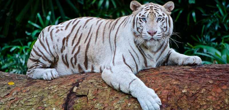 Tiger weißer