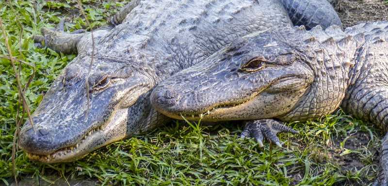 Alligator paar