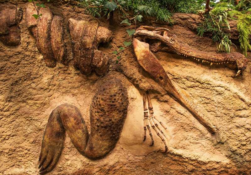 Krokodil Fossil