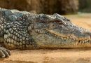 Krokodil auf Sand