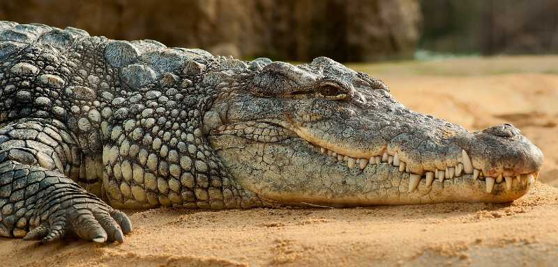 Krokodil auf Sand